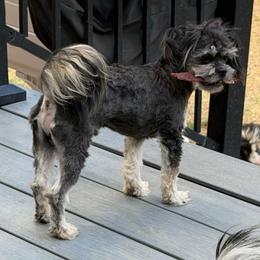 Sylvester - Black male Companion Cross puppy in Calhan, Colorado from Millennium Falcon Kennels