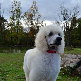 Poodle Puppies from D and D Standard Poodles