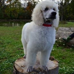 Poodle Puppies from D and D Standard Poodles