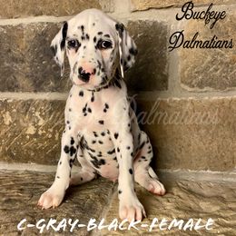 Dalmatian Puppies from Buckeye Dalmatians