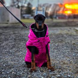 Klair - Black and rust female Doberman Pinscher puppy in China Township, Michigan from Snell's Superior Kennel Dobermann & GSP