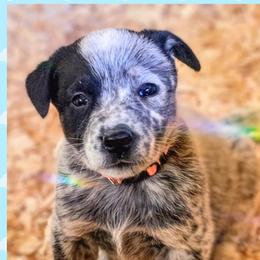 Rex - Blue mottled male Australian Cattle Dog puppy in Fife Lake, Michigan from Kurczak Farm LLC