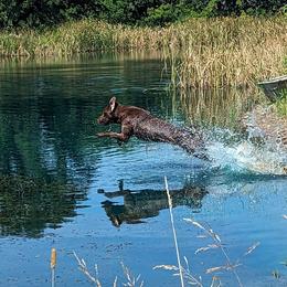 Labrador Retrievers from Drakehaven Labradors