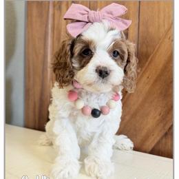 Pink Collar - Blenheim female Cavapoo puppy in Fort Lupton, Colorado from Puppy Paws Colorado