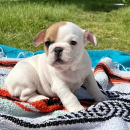French Bulldog Puppies from Moore Frenchies