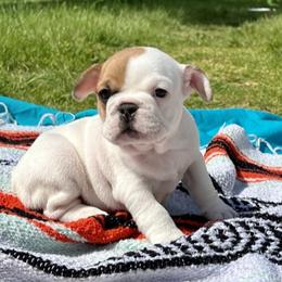 French Bulldog Puppies from Moore Frenchies