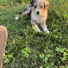 Australian Shepherd Puppies from Mud Path Australian Shepherds