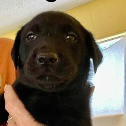 Saguaro - Black male Labrador Retriever puppy in Mineral, Virginia from Canine Assist