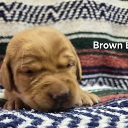Boy 1 - Yellow male Labrador Retriever puppy in Potosi, Wisconsin from Point and Flush Gun Dogs