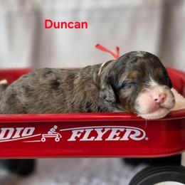 Duncan - Blue merle male Bernedoodle puppy in Summerville, South Carolina from Channys Doodles