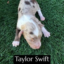 Taylor Swift - Brown merle female Aussiedoodle puppy in Bakersfield, California from Annie's Aussies