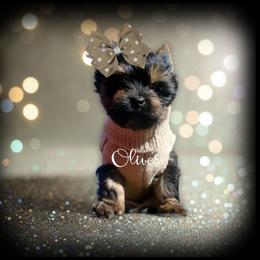 Oliver - Black and tan male Yorkshire Terrier puppy in Warren, Michigan from Danielle's Yorkie Babies