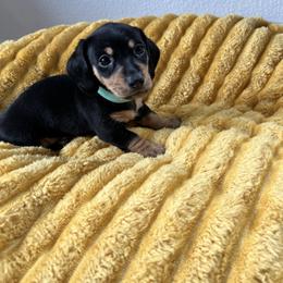 Link - Black and tan male Dachshund puppy in Meridian, Id 83646 3658, Idaho from Boise Best Mini Dachshunds