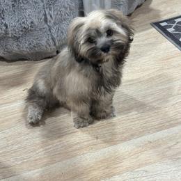 Koda - Grizzle male Lhasa Apso puppy in Cincinnati, Ohio from Shangri-La Lhasa Apsos
