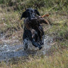 Flat-Coated Retrievers from Nautabout Kennels