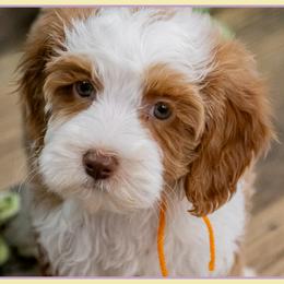 Ariel - Red and white female Cockapoo puppy in Connersville, Indiana from Deaz Doodle Ranch