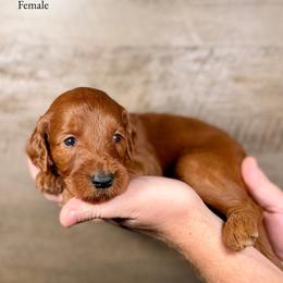 Kylie - Red  female Goldendoodle puppy in Abilene, Texas from Mesquite Kennels