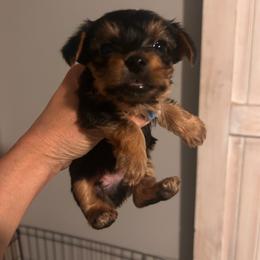 Pippy - Blue and gold male Yorkshire Terrier puppy in Hot Springs, Arkansas from Weslynn Kennels