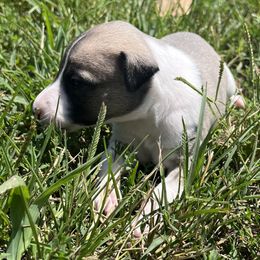 Khloe - White and fawn female Whippet puppy in West Plains, Missouri from Sycamore Ridge Puppies