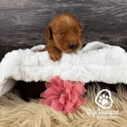 Victory - Apricot female Goldendoodle puppy in Utah County, Utah from Big Hearted Breeders