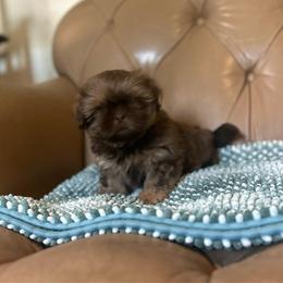 AKC Lucky - Red and white male Shih Tzu puppy in Statesboro, Georgia from Magnolia Small Breeds