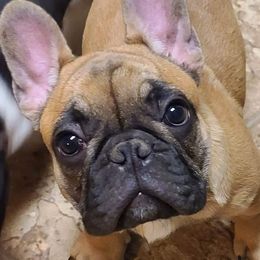 French Bulldogs from T&R frenchies