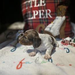 Dachshund Puppies from Green Thumb Farms