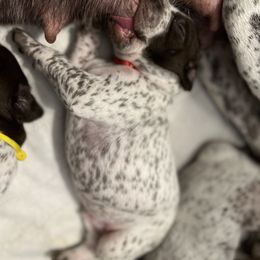 German Shorthaired Pointer Puppies from Bequest German Shorthaired Pointers