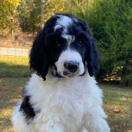 Murphy Full AKC - Parti male Poodle puppy in Alpine, Alabama from Alpine Acres Poodles