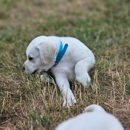 Blue yellow male - Yellow male Labrador Retriever puppy in Lititz, Pennsylvania from R&M Labrador Retriever Puppies