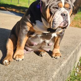 Bulldog Puppies from Wiggle Butts Bulldogs