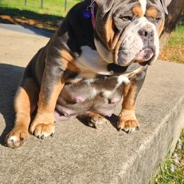 Bulldog Puppies from Wiggle Butts Bulldogs