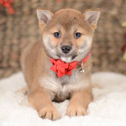 Megumi ❤️ Red Girl - Red female Shiba Inu puppy in Neosho, Missouri from Sunny Terrace Shibas