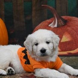 Golden Retriever Puppies from Smokey Mountain English Goldens