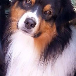 Australian Shepherd All Grown Up from Artemisia Aussies