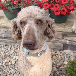 Beau - Goldendoodle
