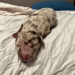 Boy 1 - Merle Great Dane puppy in Pennsylvania from Pocono Mountain Great Danes