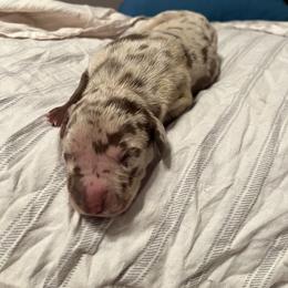 Boy 1 - Merle Great Dane puppy in Pennsylvania from Pocono Mountain Great Danes