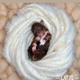 Latte - Red phantom Aussiedoodle puppy in Chattanooga, Tennessee from Remedy Ridge Aussiedoodles