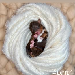 Latte - Red phantom Aussiedoodle puppy in Chattanooga, Tennessee from Remedy Ridge Aussiedoodles