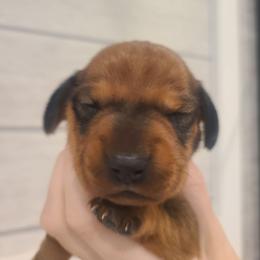Redwood - Red male Dachshund puppy in Okeechobee, Florida from Far Far Away Dachshunds