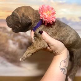 Parmasian - Chocolate brindle female Great Dane puppy in Lehigh Acres, Florida from Florida Wrinkles