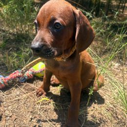 Rocky - Red male Redbone Coonhound puppy in Mount Pleasant, Texas from Harmons Hounds