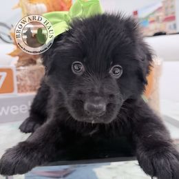 3 - Green Collar - Black female German Shepherd puppy in Davie, Florida from Vom Broward Haus