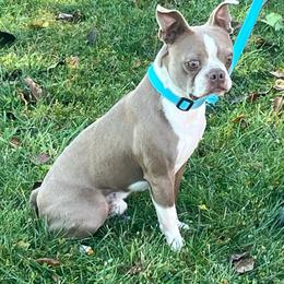 Fennix - Boston Terrier
