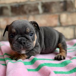 Cindy - Blue tri-color female Bulldog puppy in Hernando, Mississippi from Blues City Bulldogs
