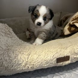 Miniature Australian Shepherd and Toy Australian Shepherd Puppies from Columbia Coast Toy & Mini Aussies