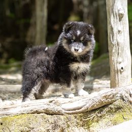 Champagne - Black and white female Pomsky puppy in Moultonborough, New Hampshire from Foxfire Arctic Spitz