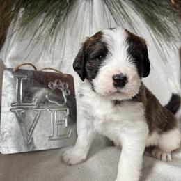 Donzi - Mahogany and white male Saint Berdoodle puppy in Traverse City, Michigan from Bare Paws Saint Berdoodles