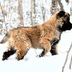 Belgian Tervuren Puppies from Chocorua Working Belgians